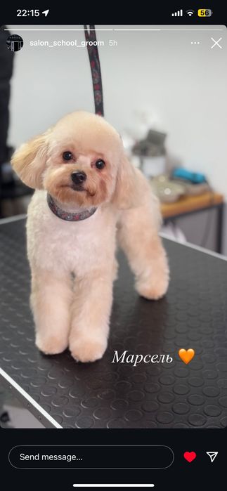 Мальтіпу хлопчик шукає дівчинку