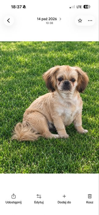 Piesek  Shih Tzu.