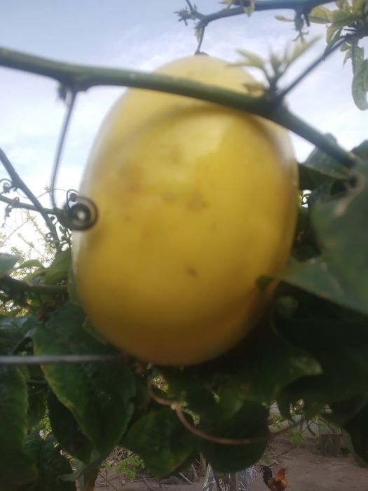 Plantas de maracujá  Melão