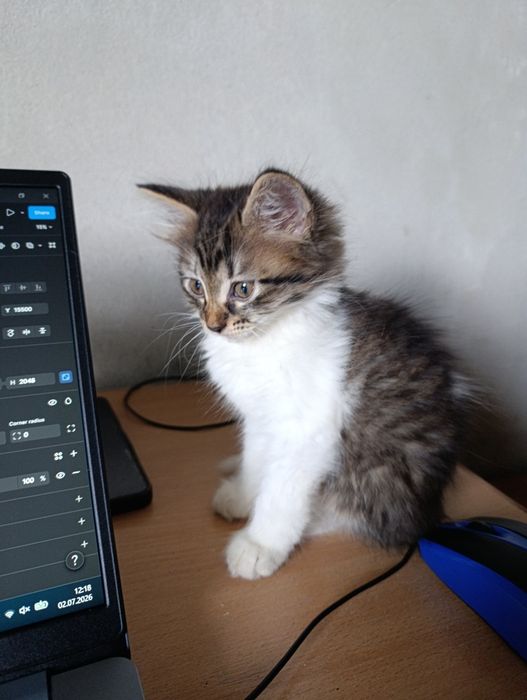 Кошеня 2.5 місяці