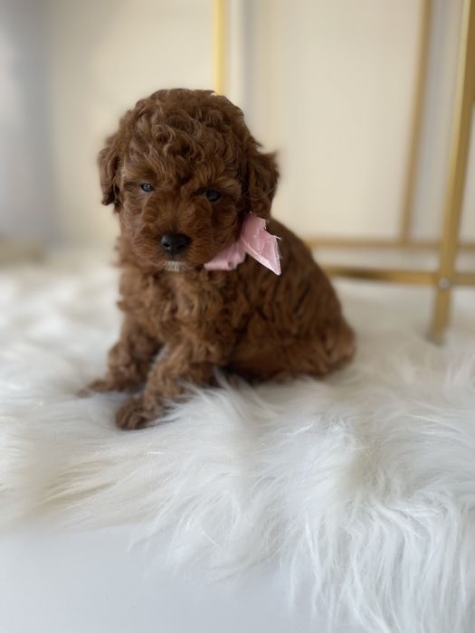 VIP Той-Пуделі — Гарантовано закохаєтесь з першого погляду