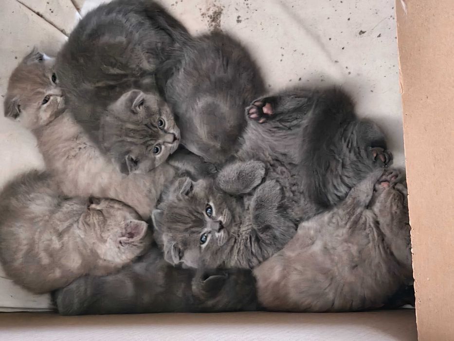 Шотландські кошенята