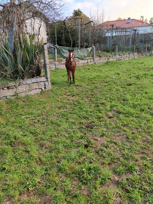 Troco poldro cruzado lusitano