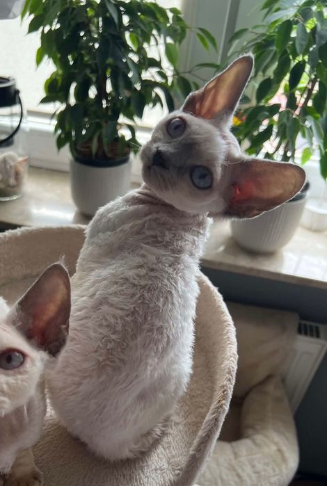 Kotka Devon Rex FIFe