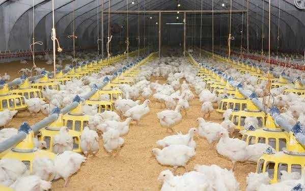 Яйце для домашньої інкубації