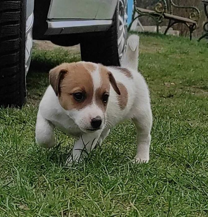 Szczeniak piesek Jack Russell terrier