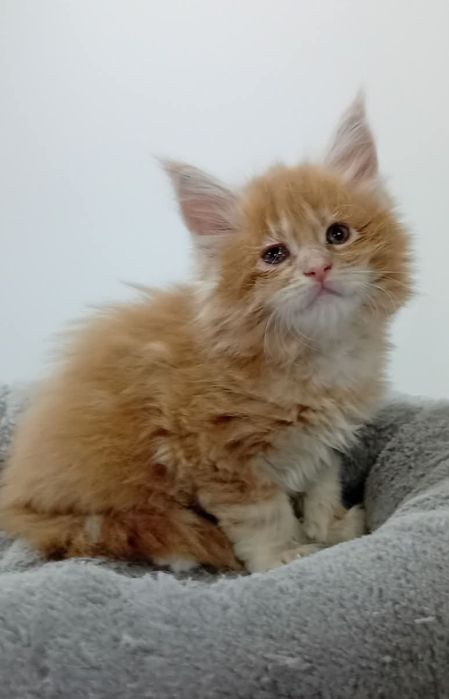 Gatinho Maine Coon com Lop