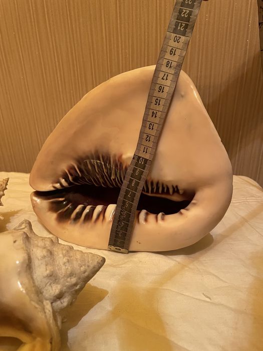 Ракушки 3 вида