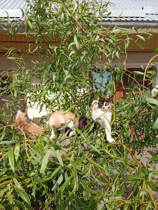 Кошенята в добрі руки