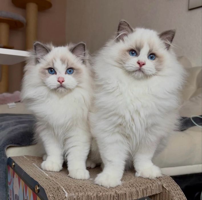 Регдолл чистокровні малюки