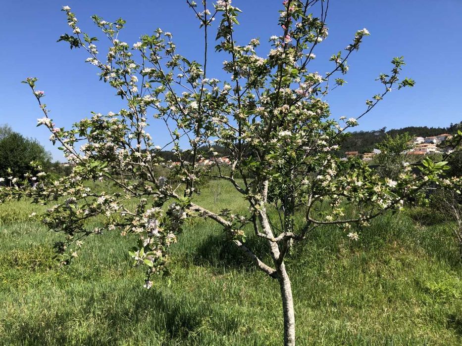 Terreno agrícola para cultura biológica com cerca de 2 ha