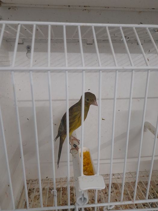 Canários disponíveis