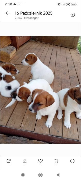 Pies Jack russell terrier reproduktor
