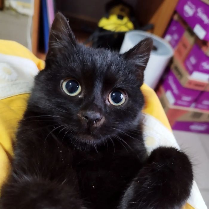 Elvis i Oskar szukają domów! - Kociarnia Ostróda