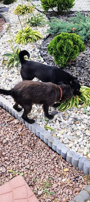 Oddam suczkę w dobre ręce za darmo