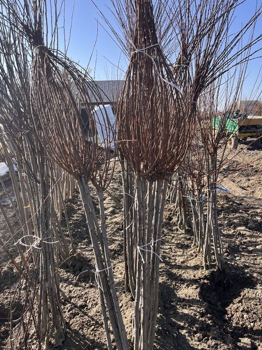 Migdalek migdalowiec