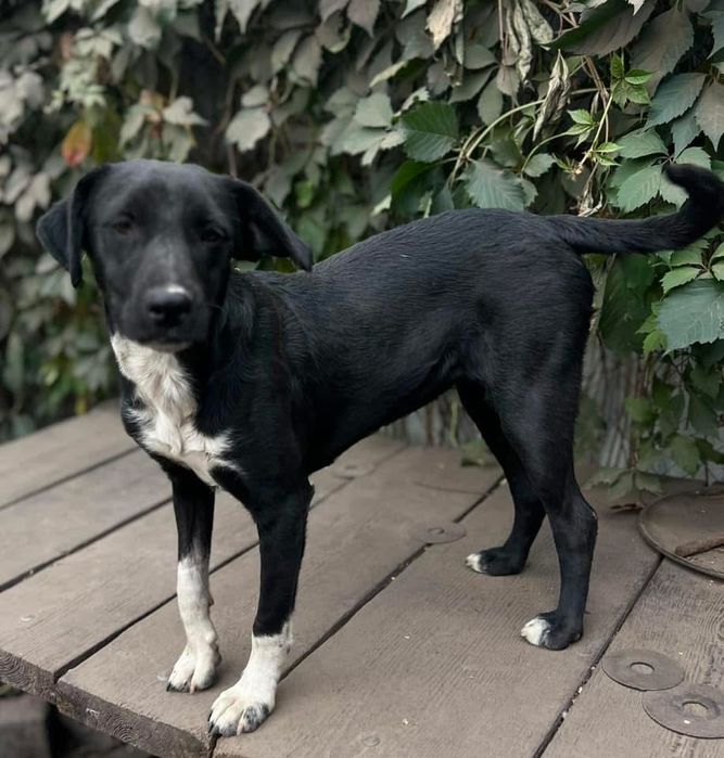 Стефа , добрая девочка , стерилизована