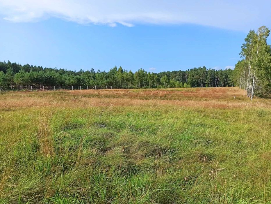 Działki bezpośrednio przy lesie!! 1400 m² z WZ | Wiewiórowo (15km od Koszalina) - Widok 3