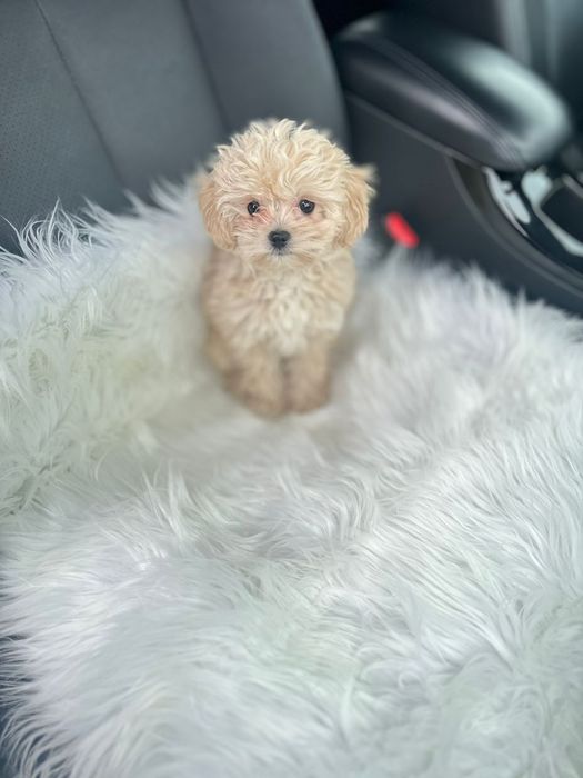 VIP мальтіпу карамельного окрасу мікро та міні формату з іграшковою зо