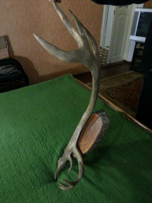 Рога оленя