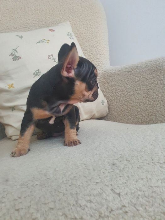 Bulldog francês fêmea exelente exemplar