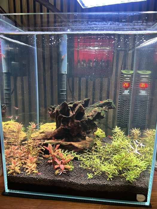 Vendo camarao neocaridina red