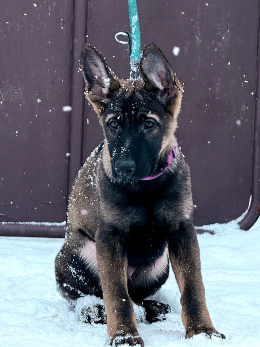 Німецька вівчарка