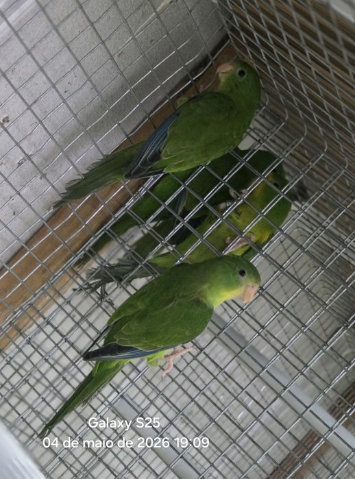 Casais periquito Limao