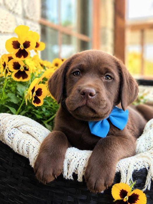 Labrador Retriever Suczka nr 2 Po ojcu pochodzenia FCI