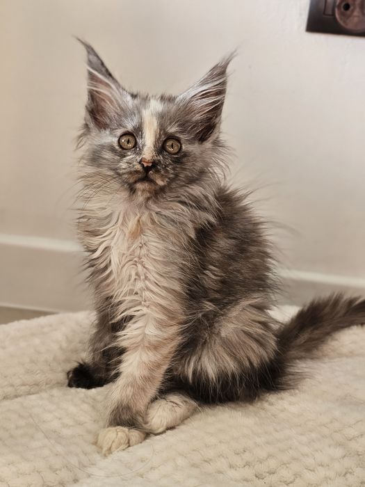 Zoya Maine coon linia shaded