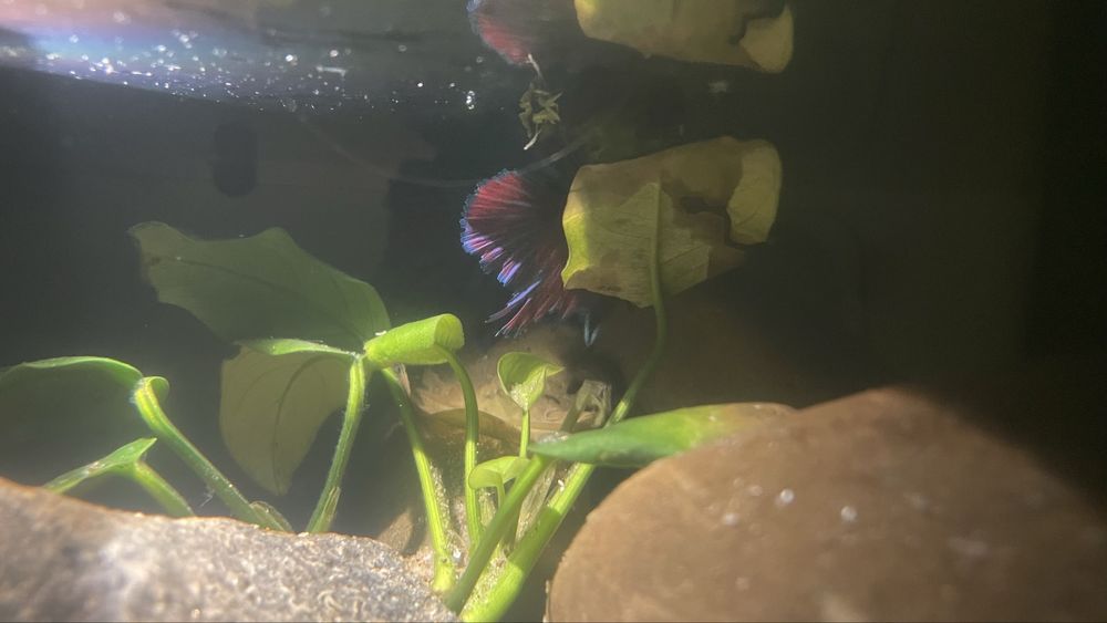 Риби пітушки betta
