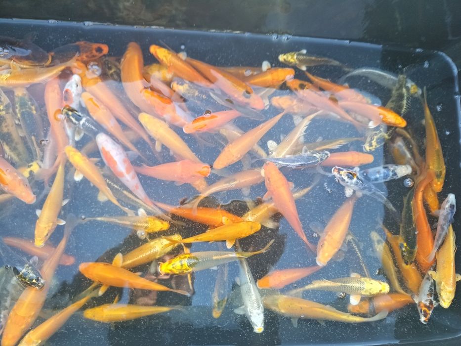 Karp koi 10-12cm ryby do oczka