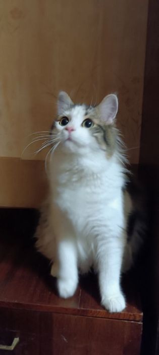 Привитый ,  кастрированный котик ищет дом
