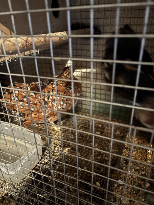 Vendo casal mil flores muito bonitas