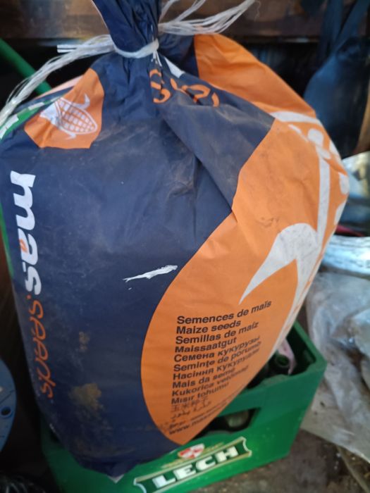 Sprzedam kukurydzę hulk