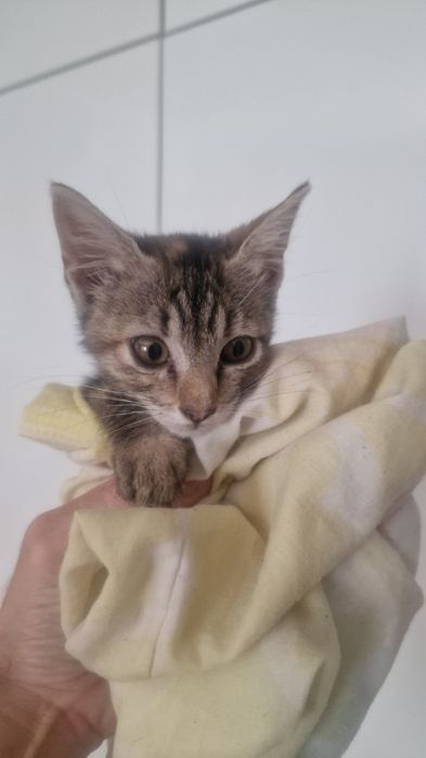 Dá se  gatinha  bebé