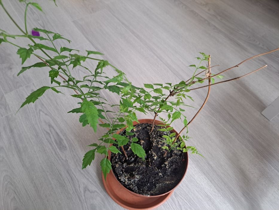 3 sadzonki milinu w donicy. Z korzenia.
