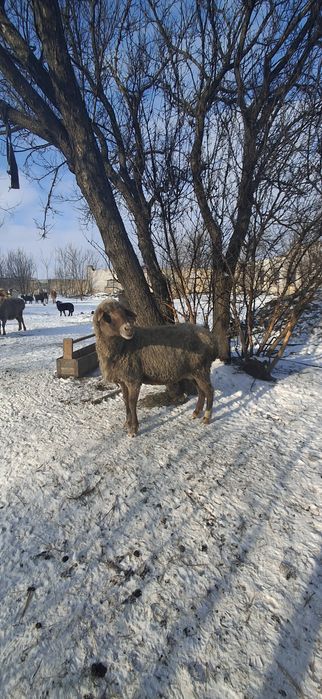 Продажа овець гісарів