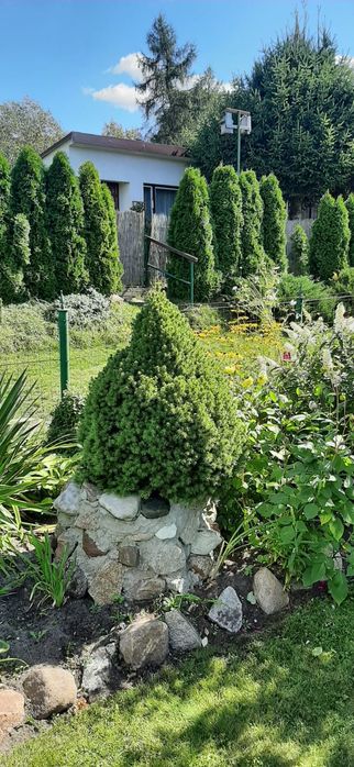 Sprzedam działkę  ROD