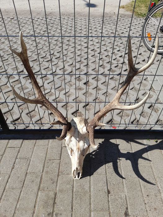 Poroże Jelenia sprzedam