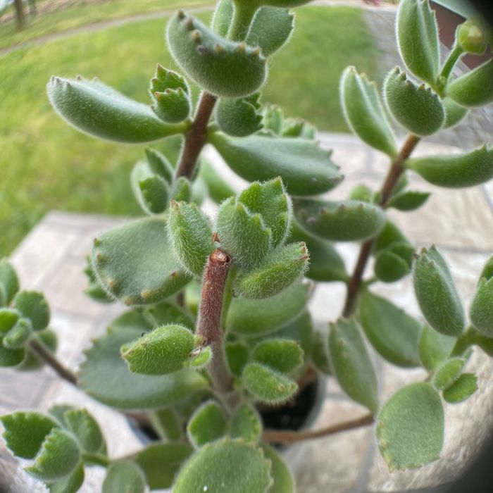 Суккуленти кімнатні сукуленты суккуленты