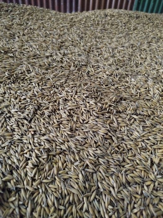 Sprzedam owies zbiór 2025