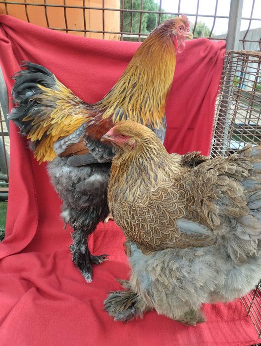 Raças exóticas- Brahmas Porcelana Bio Farm - cores raras (Patos Khaki)