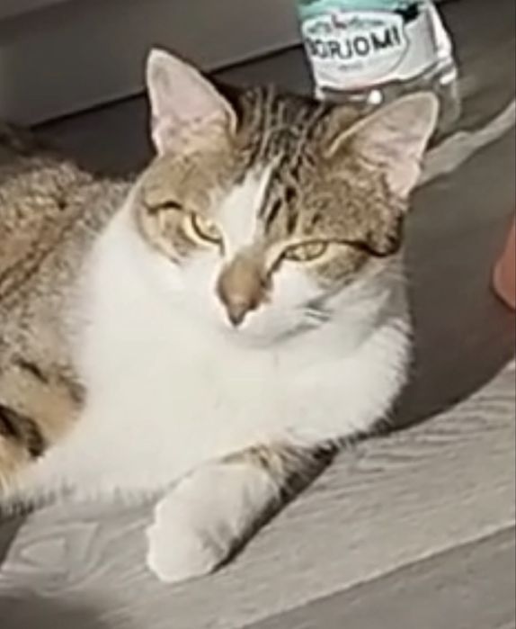 Котик 6м белый с табби котенок кот серый с белым ласковый плюшевый