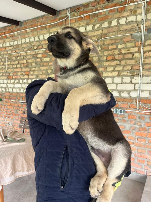 Східноєвропейська вівчарка