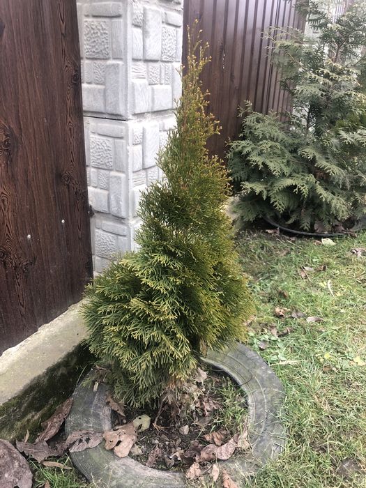 Туї різних видів