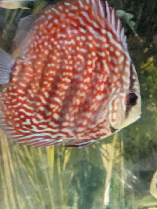 Discus red spoted  6/7cm