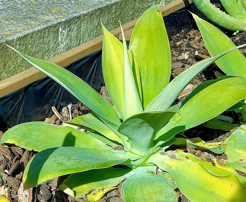 Agave Dragao Attenuata