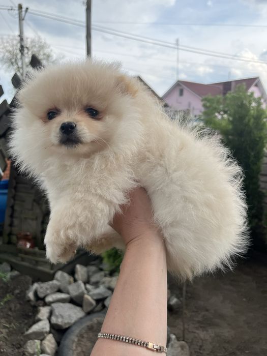 Продам малят  Шпіців