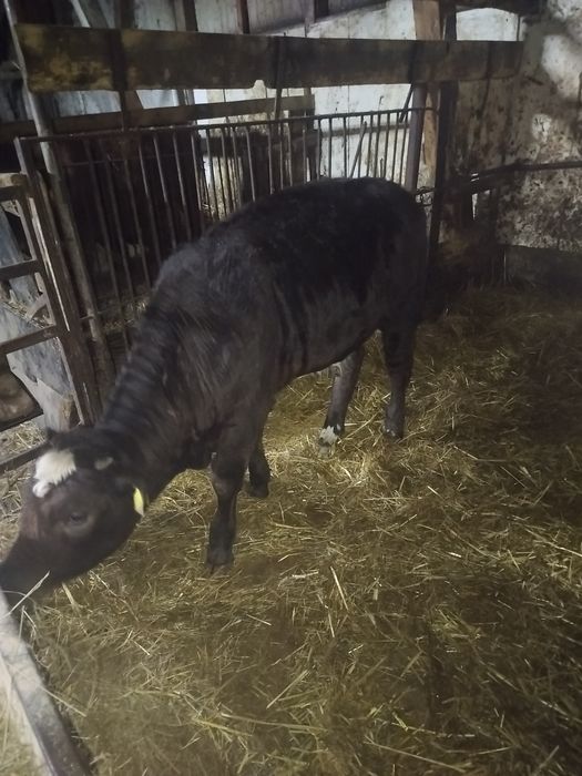 Jałòwka mięsna sprzedam